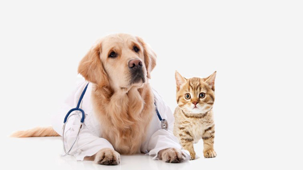 dr dog and cat